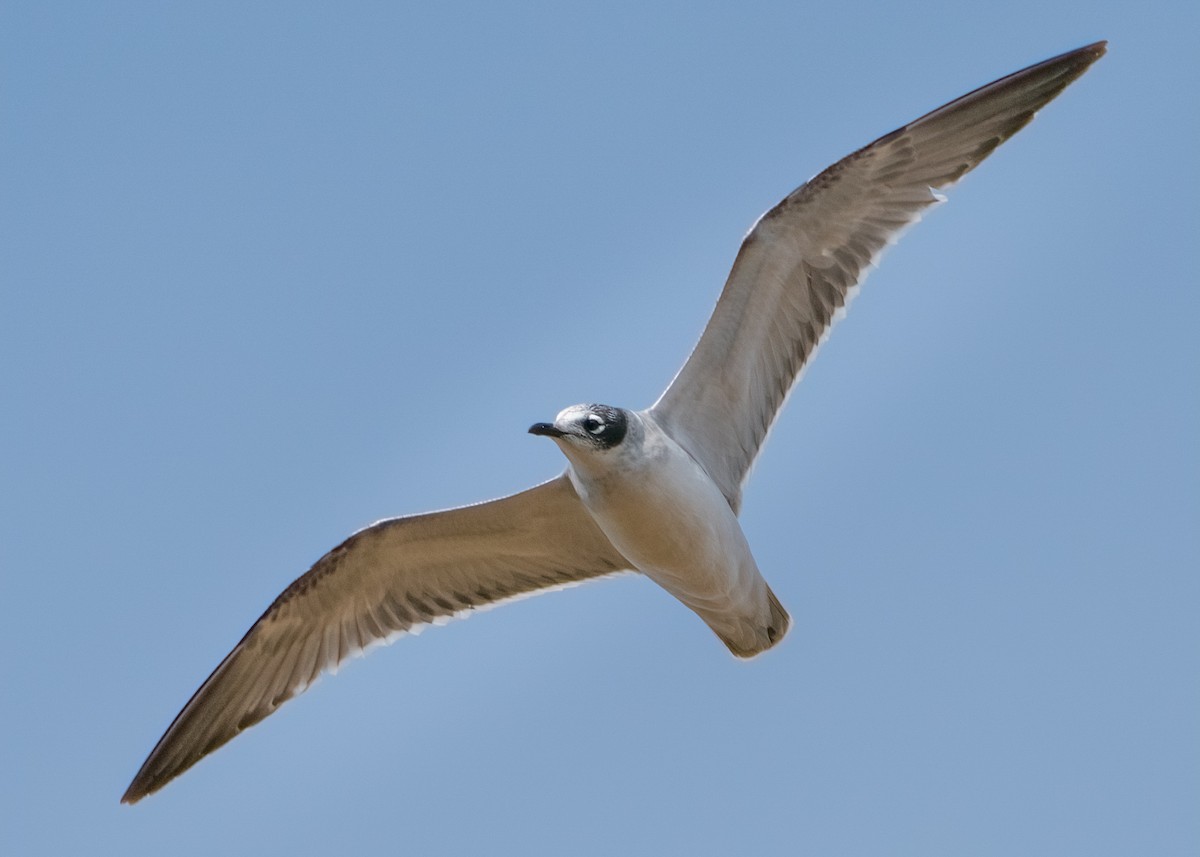 Franklin's Gull - Rick Wilhoit