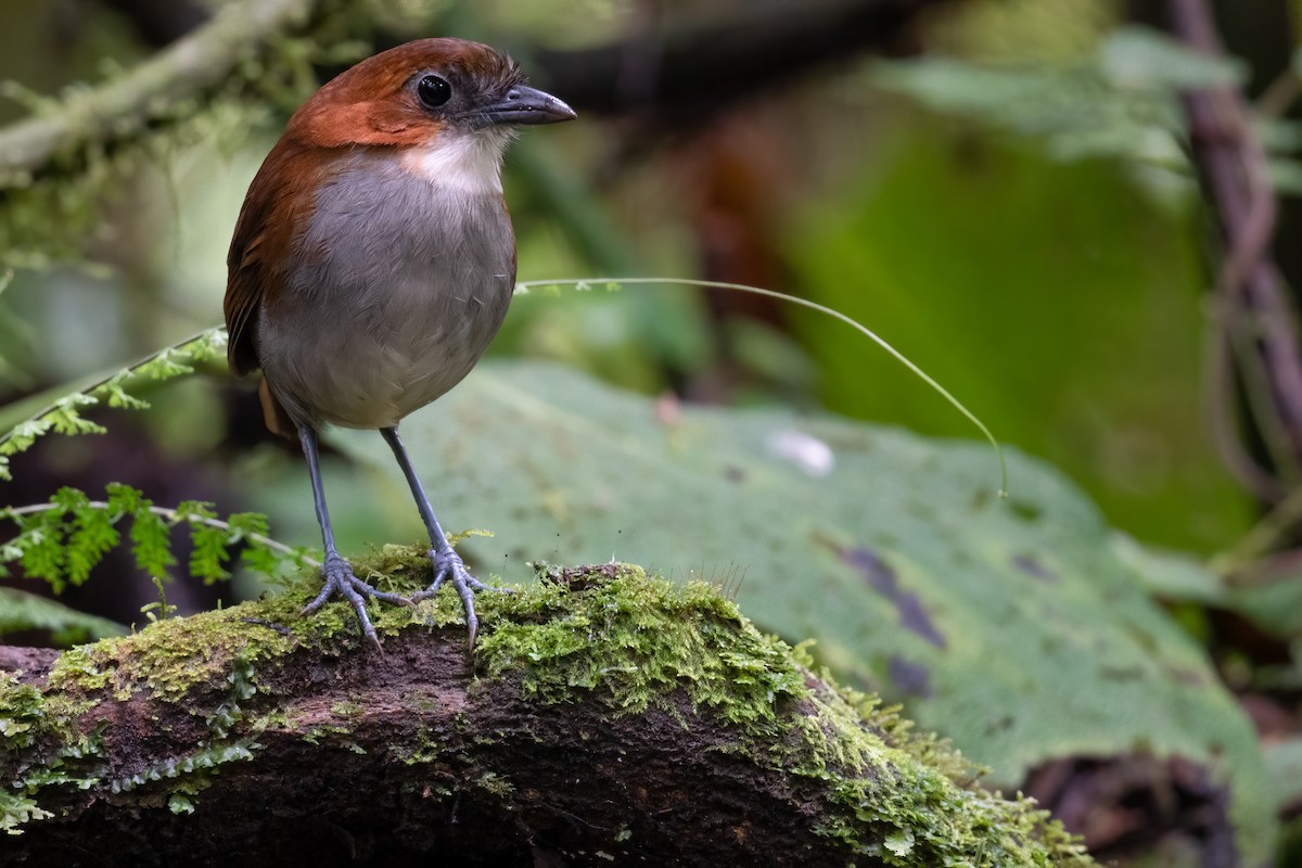 White-bellied Antpitta - Ben  Lucking