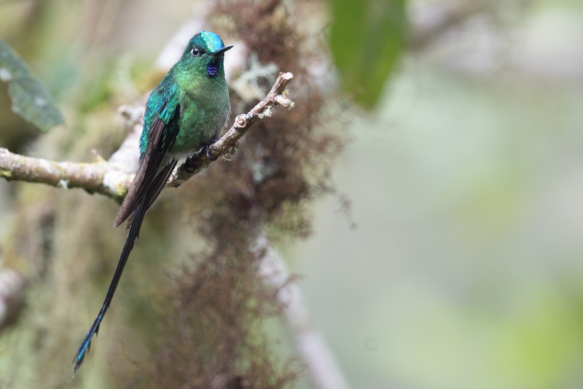 Long-tailed Sylph - ML386179601