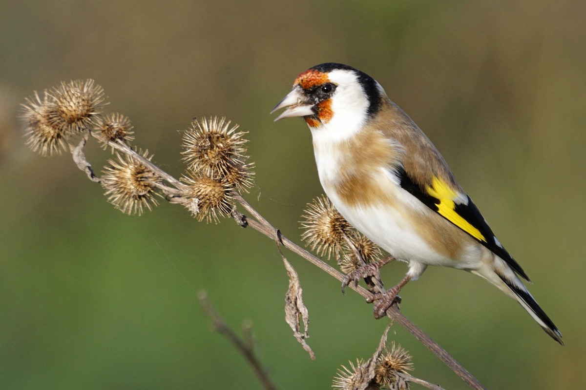 European Goldfinch - ML386179871