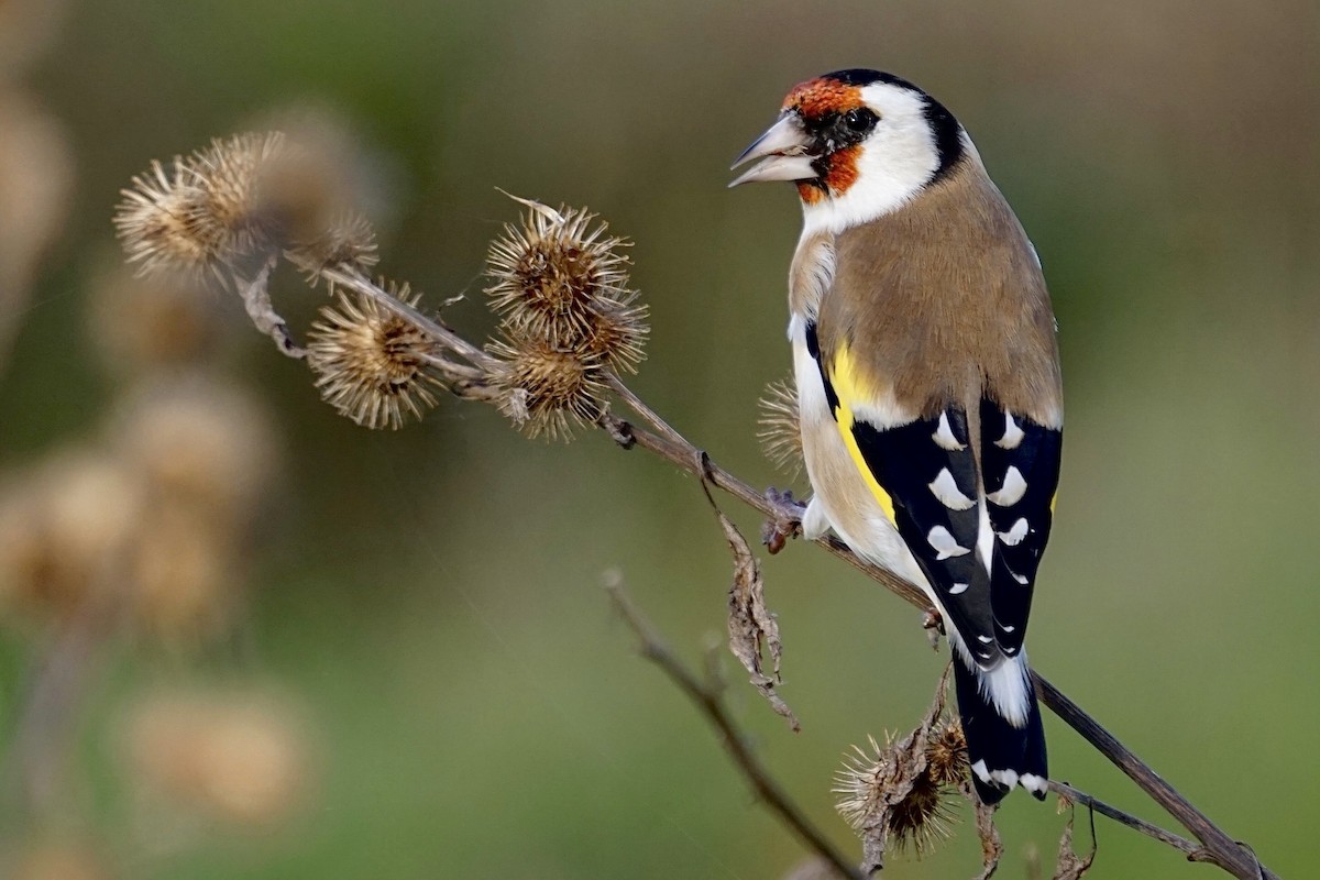 European Goldfinch - ML386179891