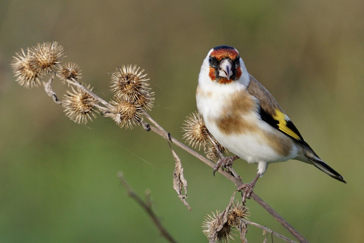 European Goldfinch - ML386179971