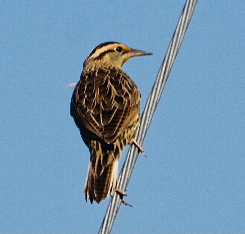 Eastern Meadowlark - ML386180101