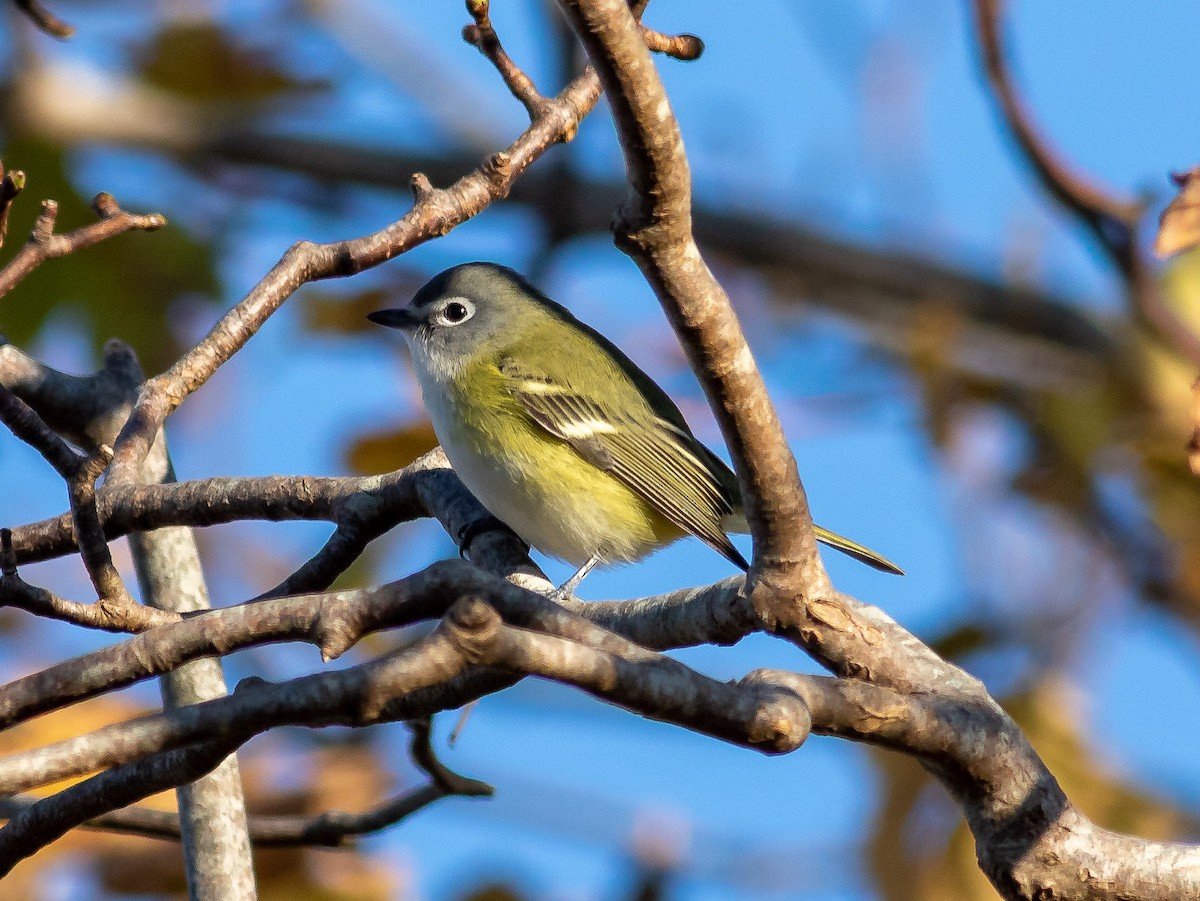 Blue-headed Vireo - ML386180221