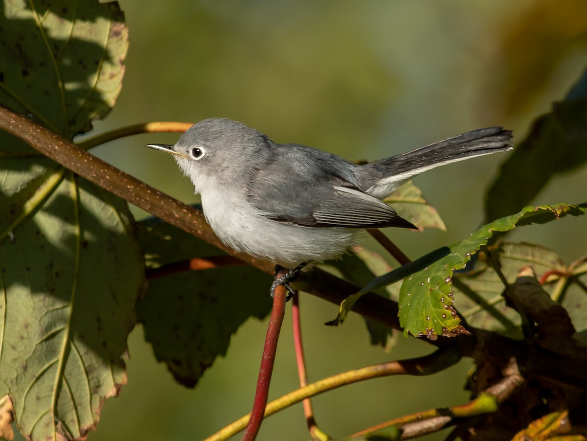 Blue-gray Gnatcatcher - ML386180311