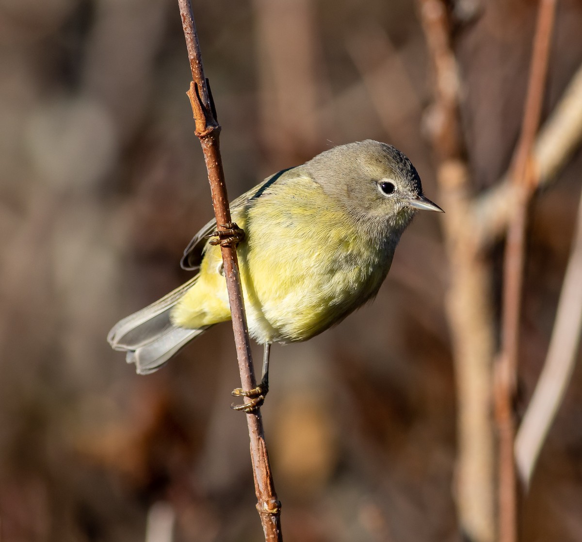 Orange-crowned Warbler - ML386180391