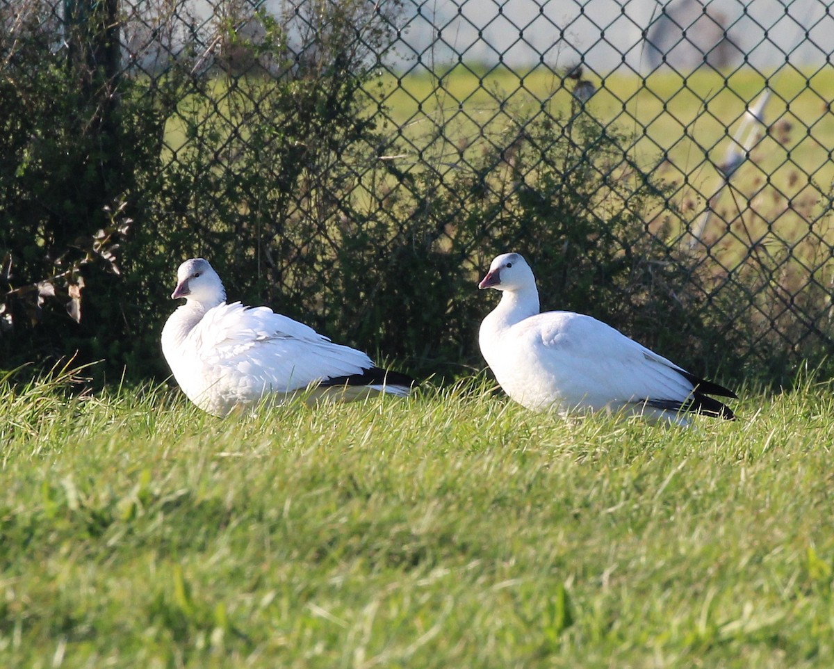 Ross's Goose - Becky Harbison