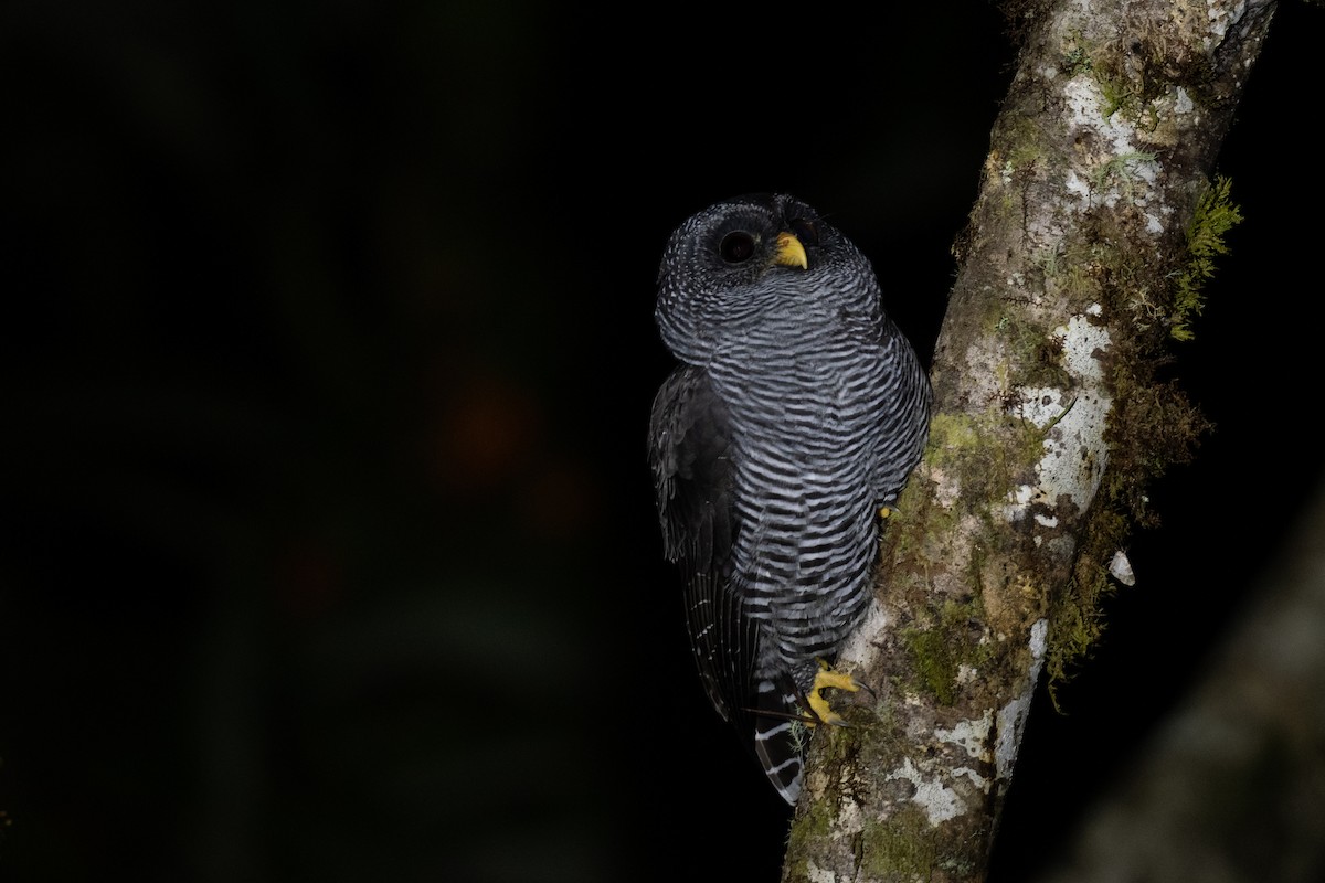 Black-banded Owl (San Isidro) - Ben  Lucking