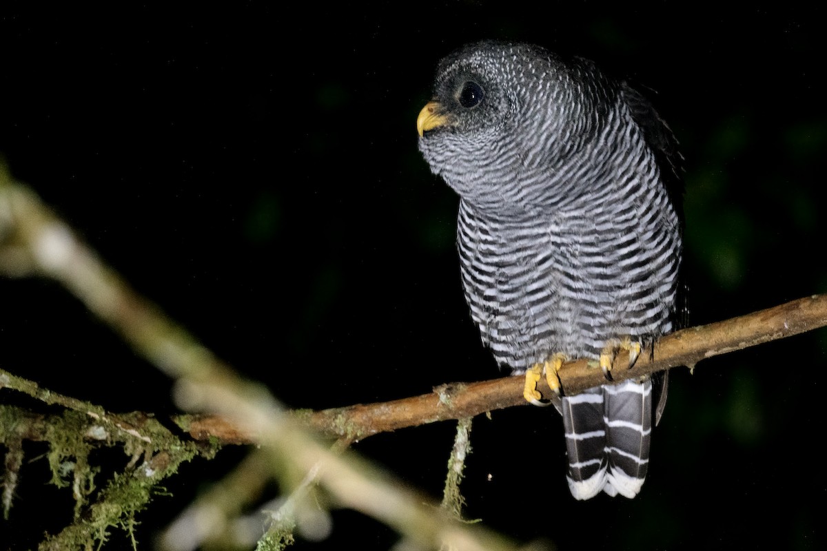 Black-banded Owl (San Isidro) - Ben  Lucking