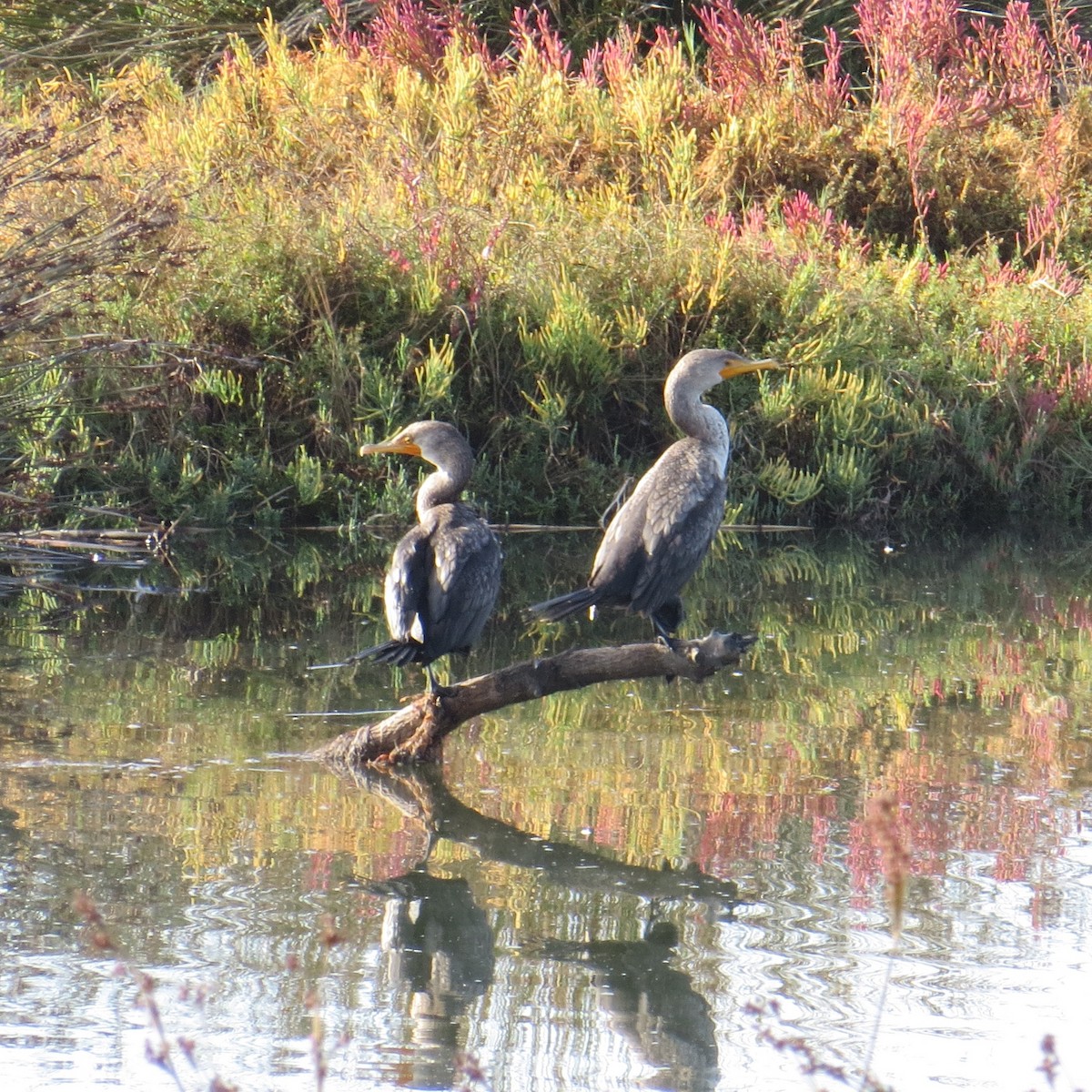 Double-crested Cormorant - Charlotte Morris