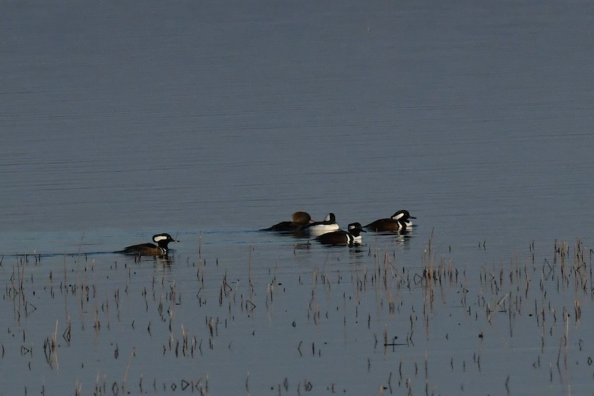 Bufflehead - ML386186121