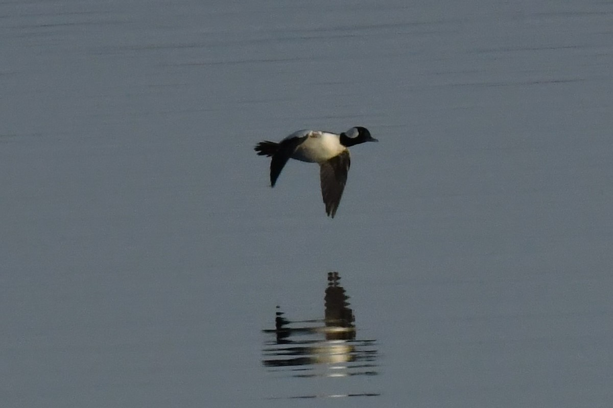 Bufflehead - ML386186201