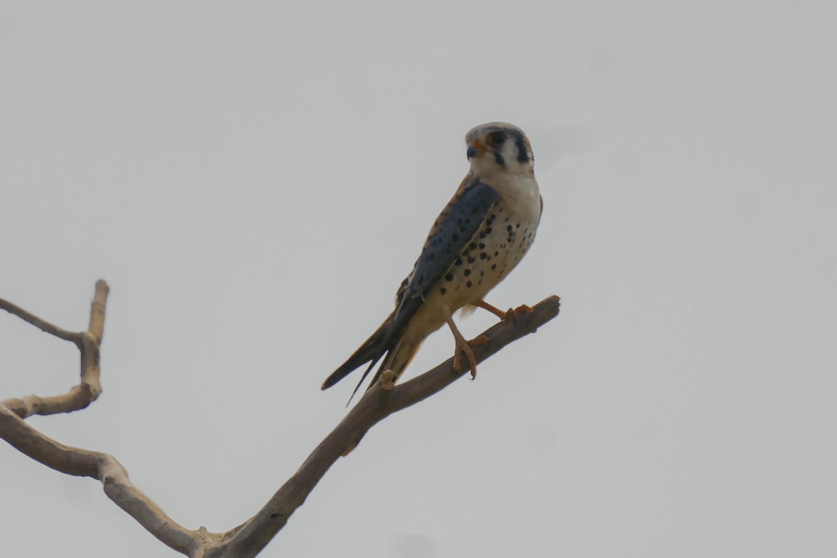 American Kestrel - ML386187251