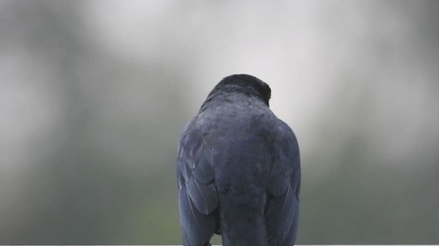 Scrub Blackbird - ML386187801