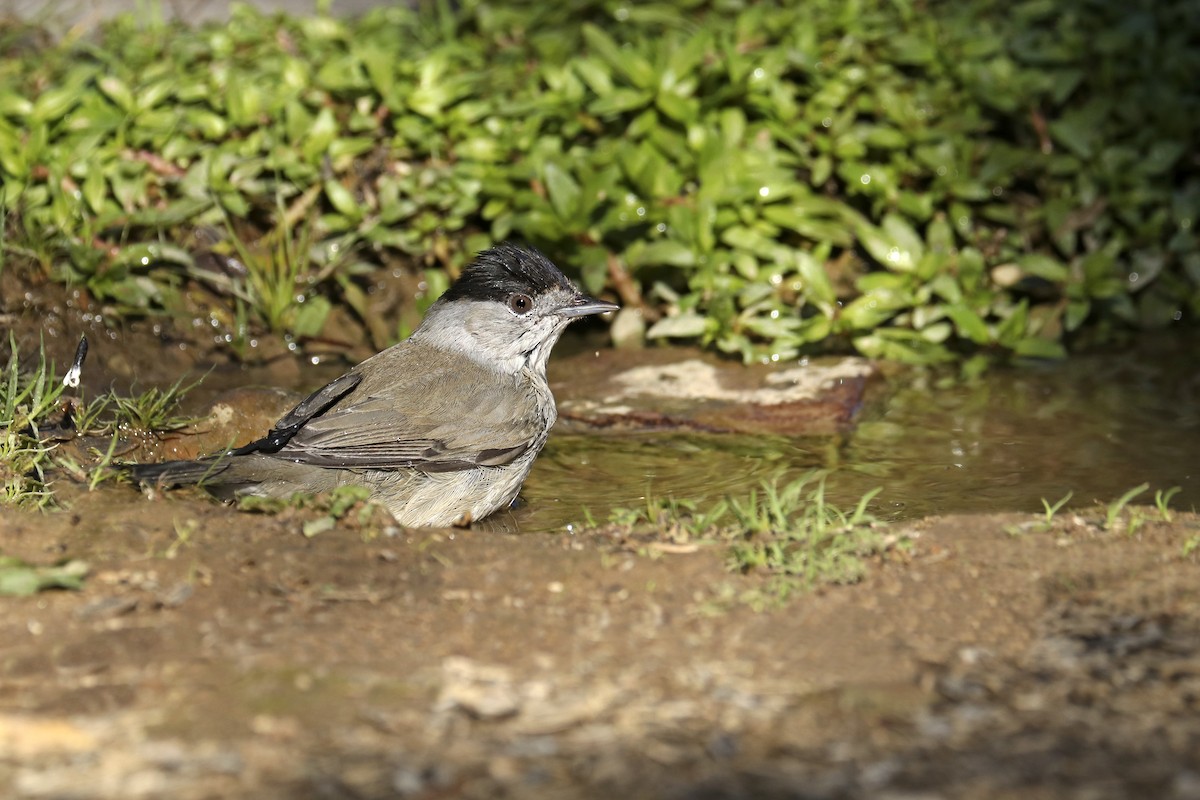 Eurasian Blackcap - ML386188801