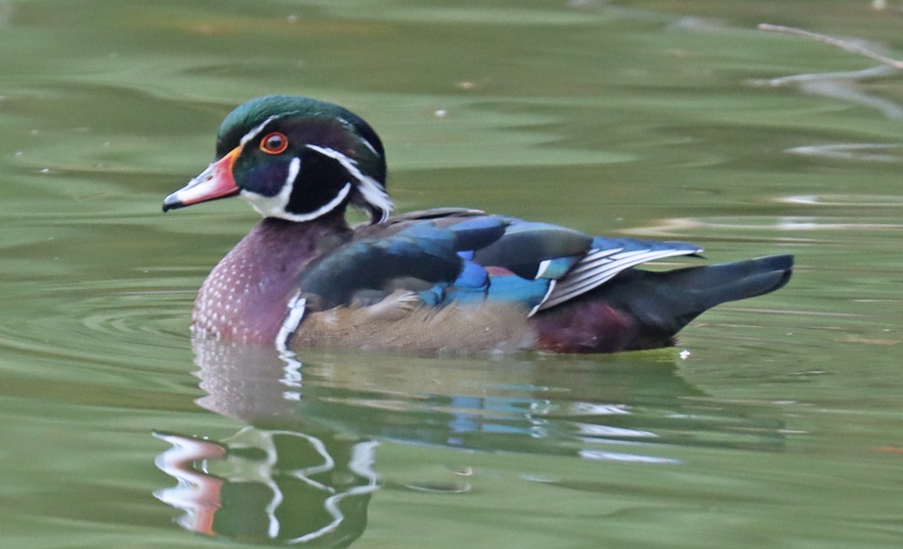 Wood Duck - ML386195671