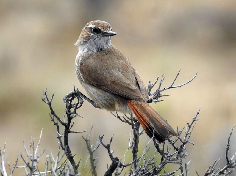 Band-tailed Earthcreeper - ML386197581