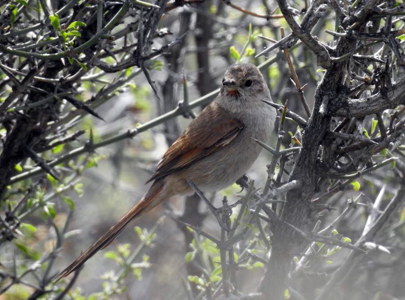 Sharp-billed Canastero - Marcio Kerbage