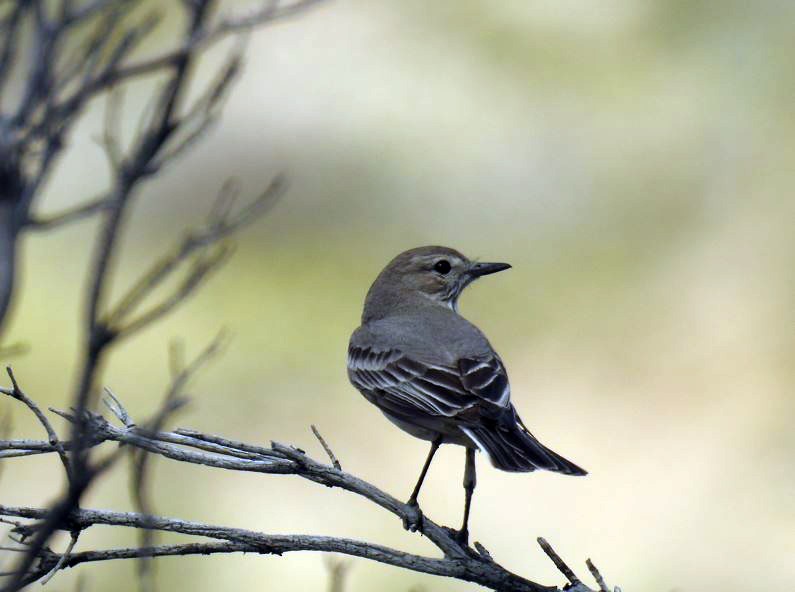 Lesser Shrike-Tyrant - Marcio Kerbage