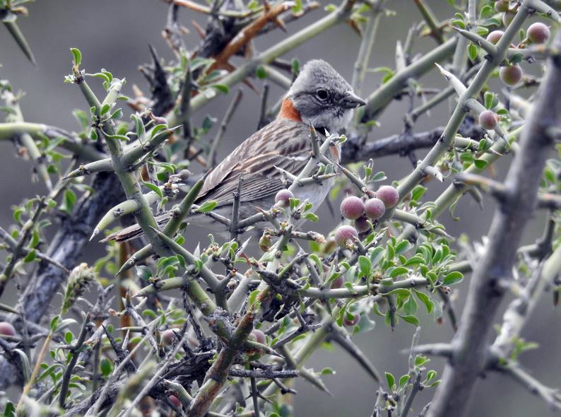 Rufous-collared Sparrow - Marcio Kerbage
