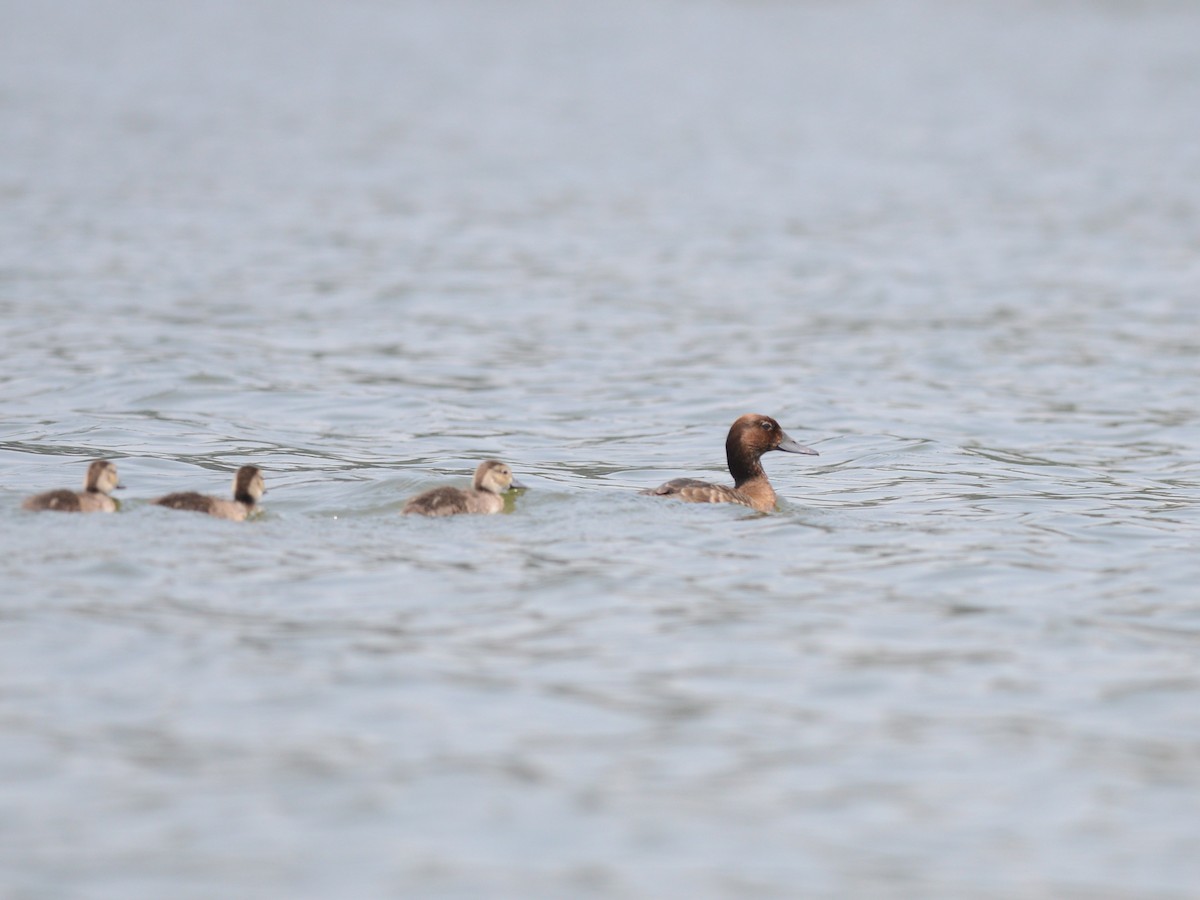 Madagascar Pochard - ML38619871