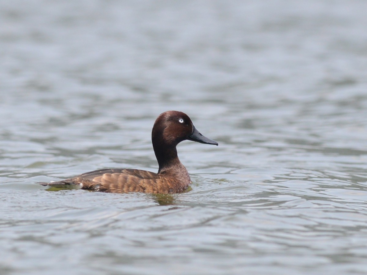 Madagascar Pochard - ML38619901