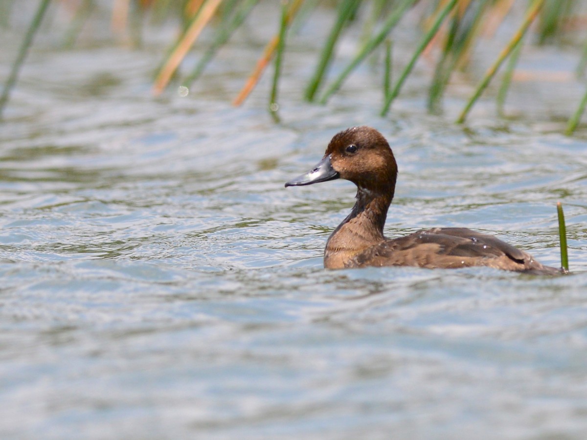 Madagascar Pochard - ML38619931