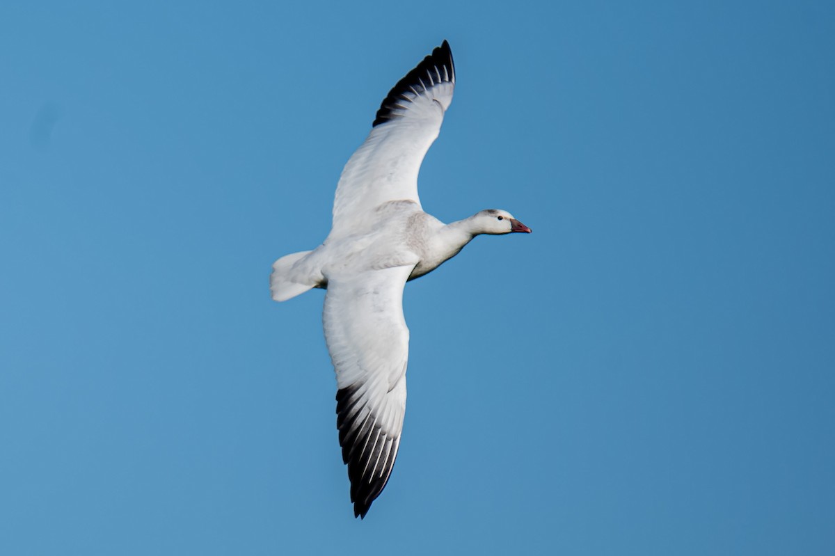 Ross's Goose - Donald Dixon