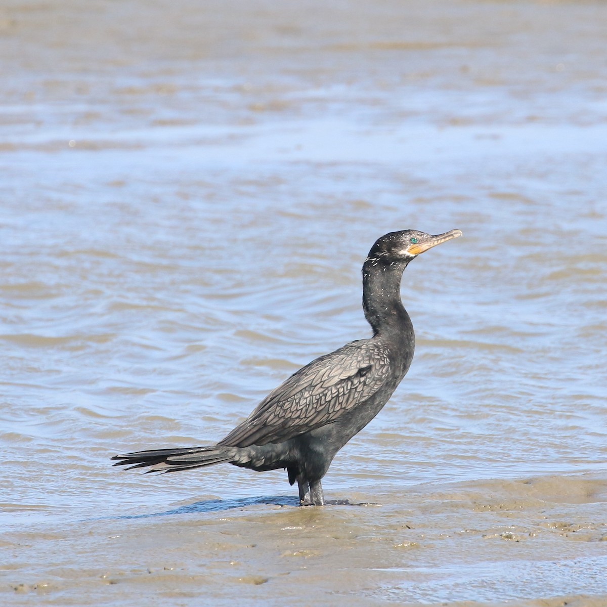 Neotropic Cormorant - ML386200081