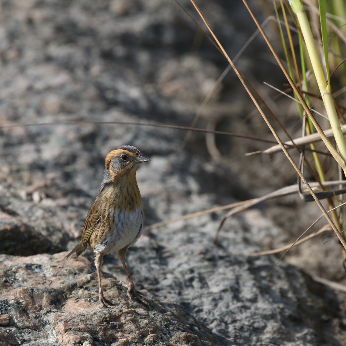 Nelson's Sparrow - ML386200181