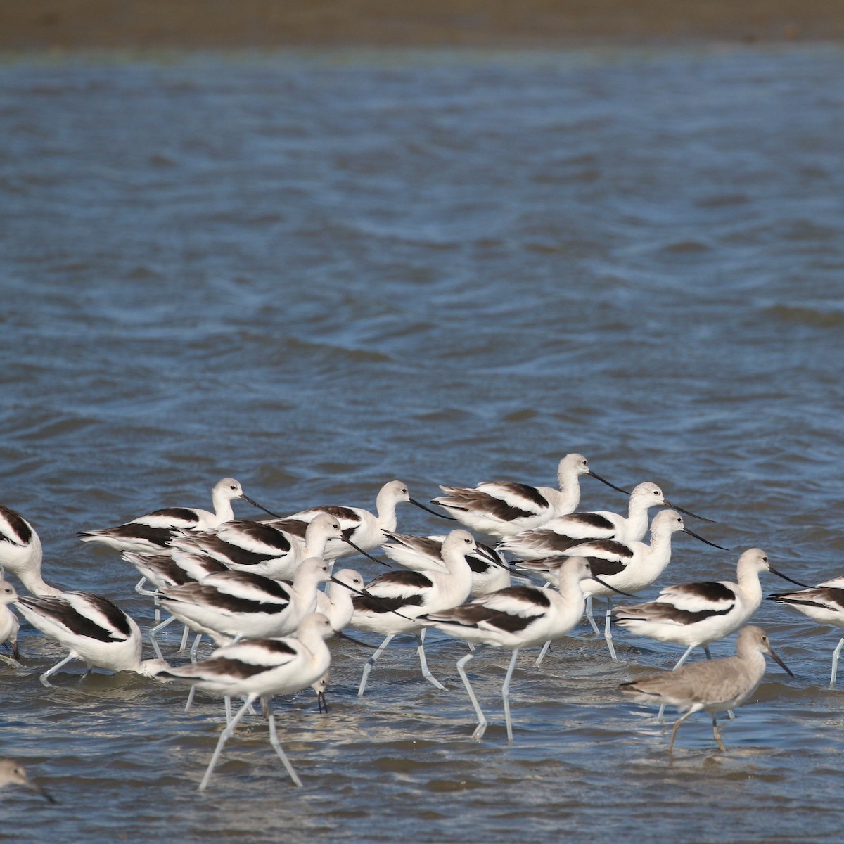 American Avocet - ML386200361