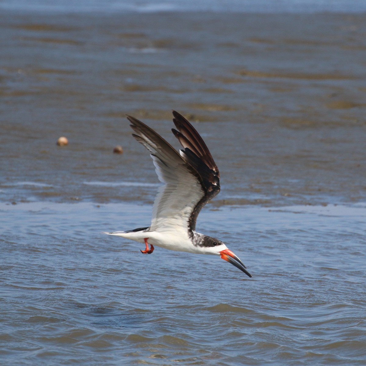 Black Skimmer - ML386200571