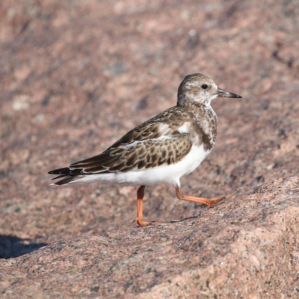Ruddy Turnstone - ML386200781