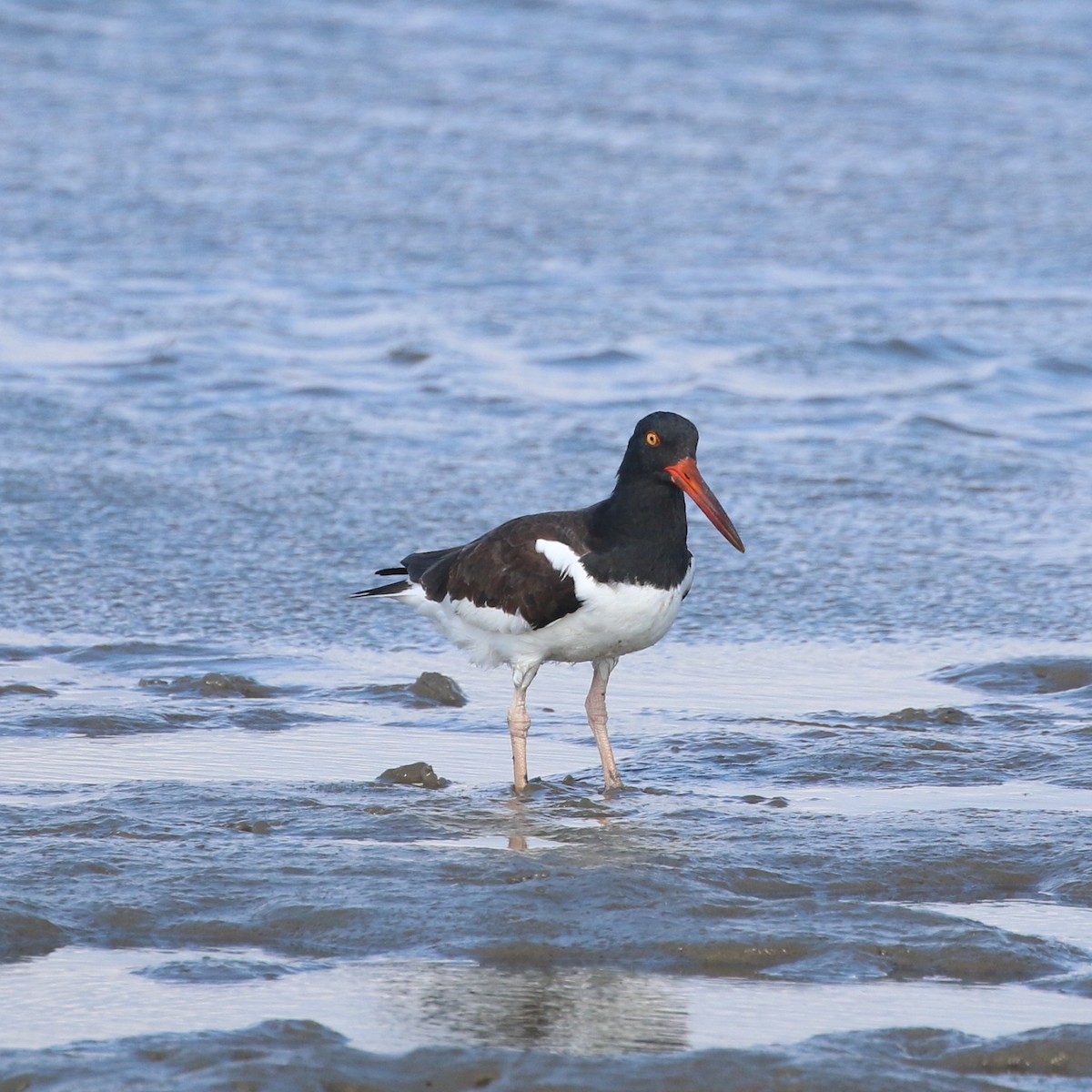 American Oystercatcher - ML386201031