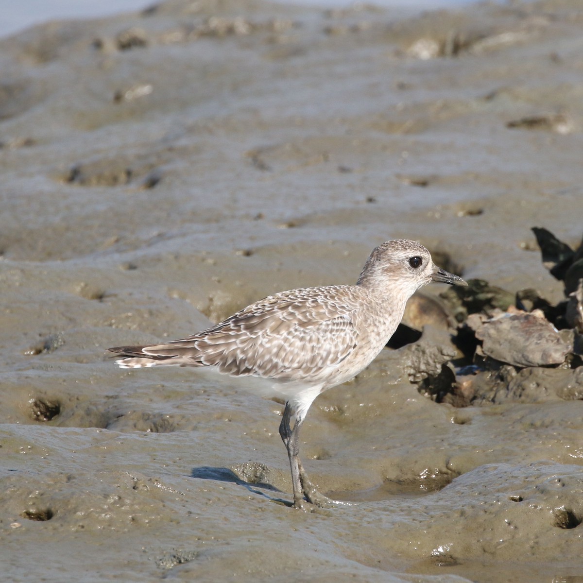 Black-bellied Plover - ML386201311