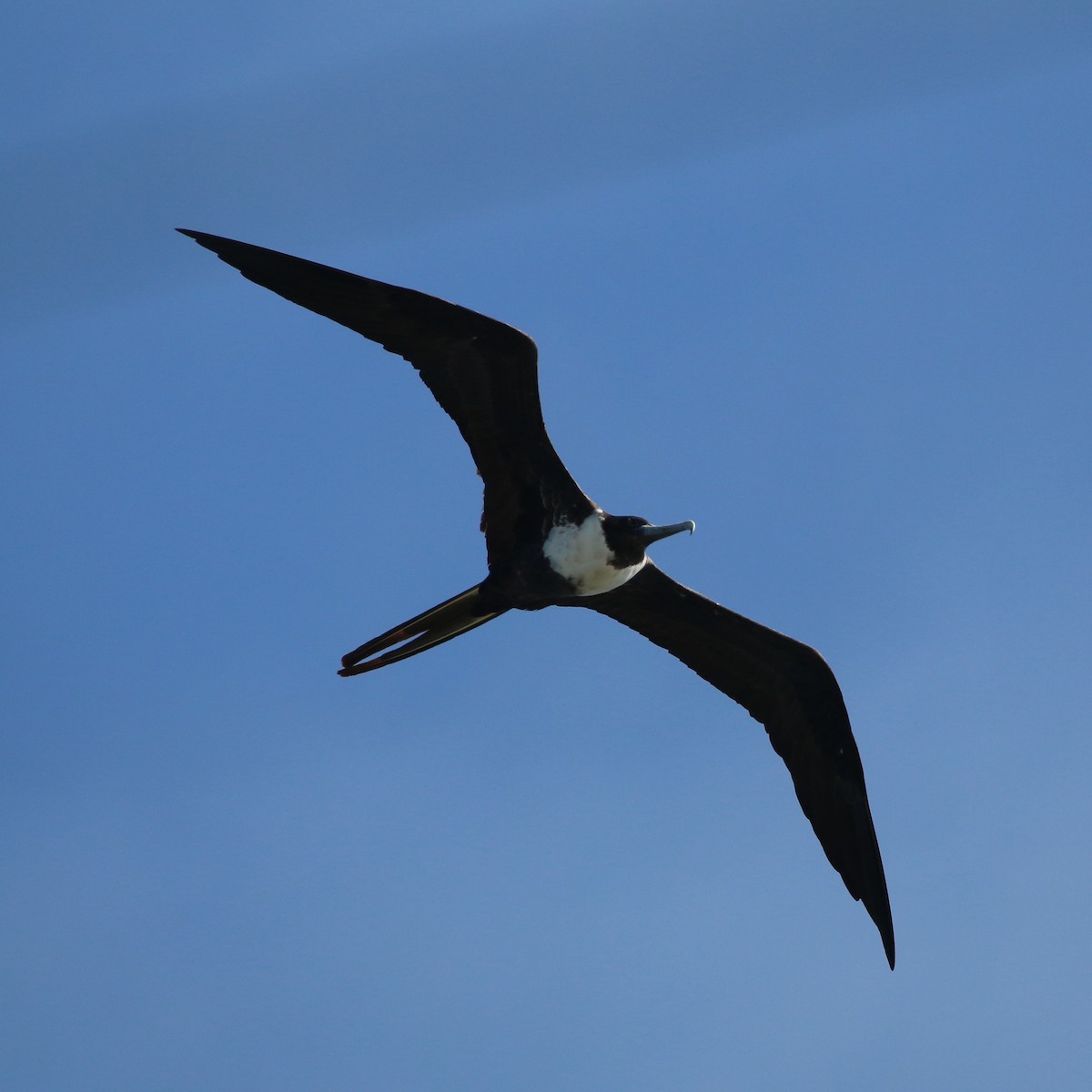 Magnificent Frigatebird - ML386202191