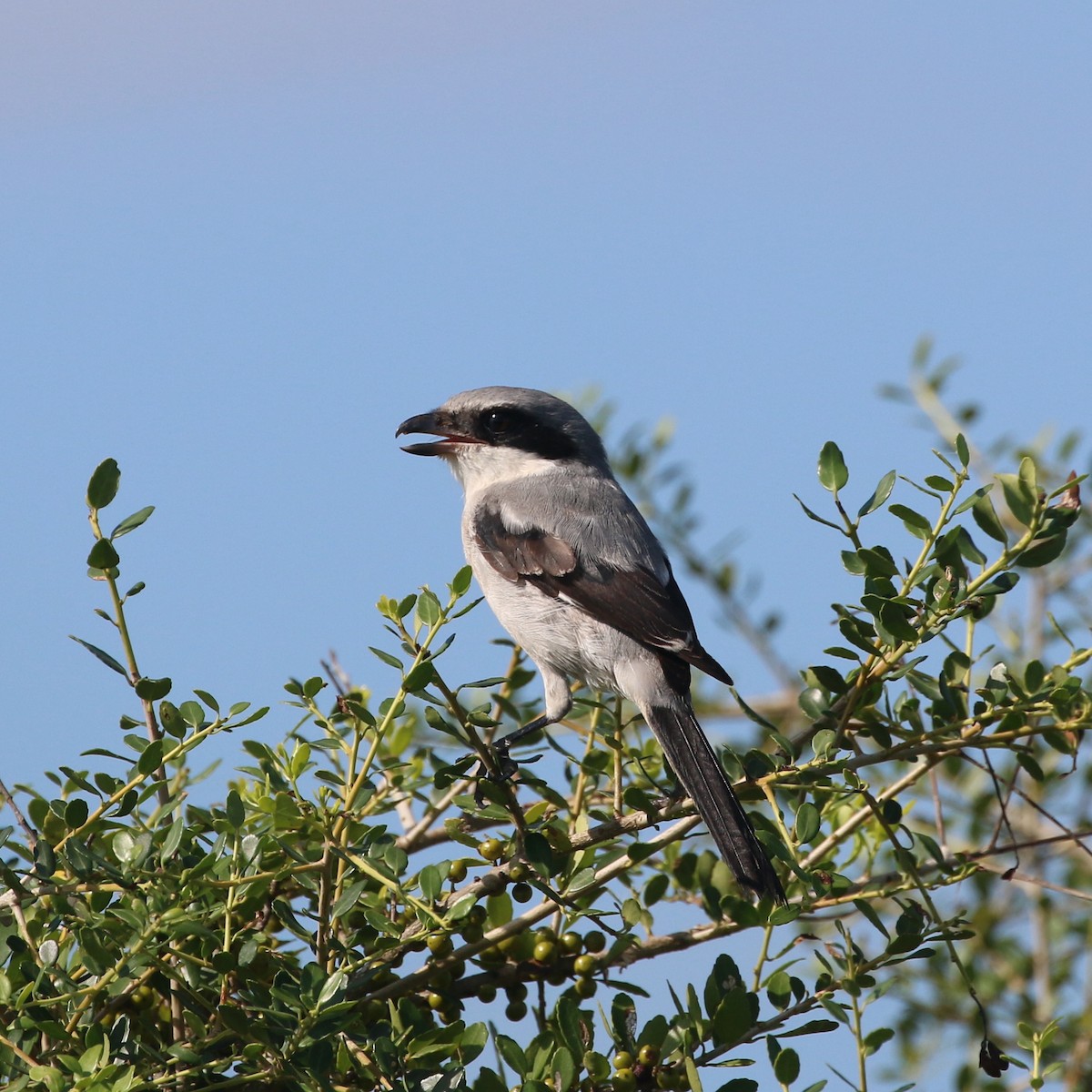 Loggerhead Shrike - ML386202511