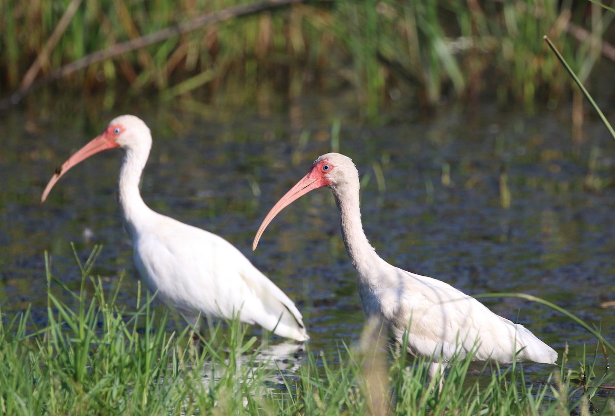 White Ibis - Samuel Randall
