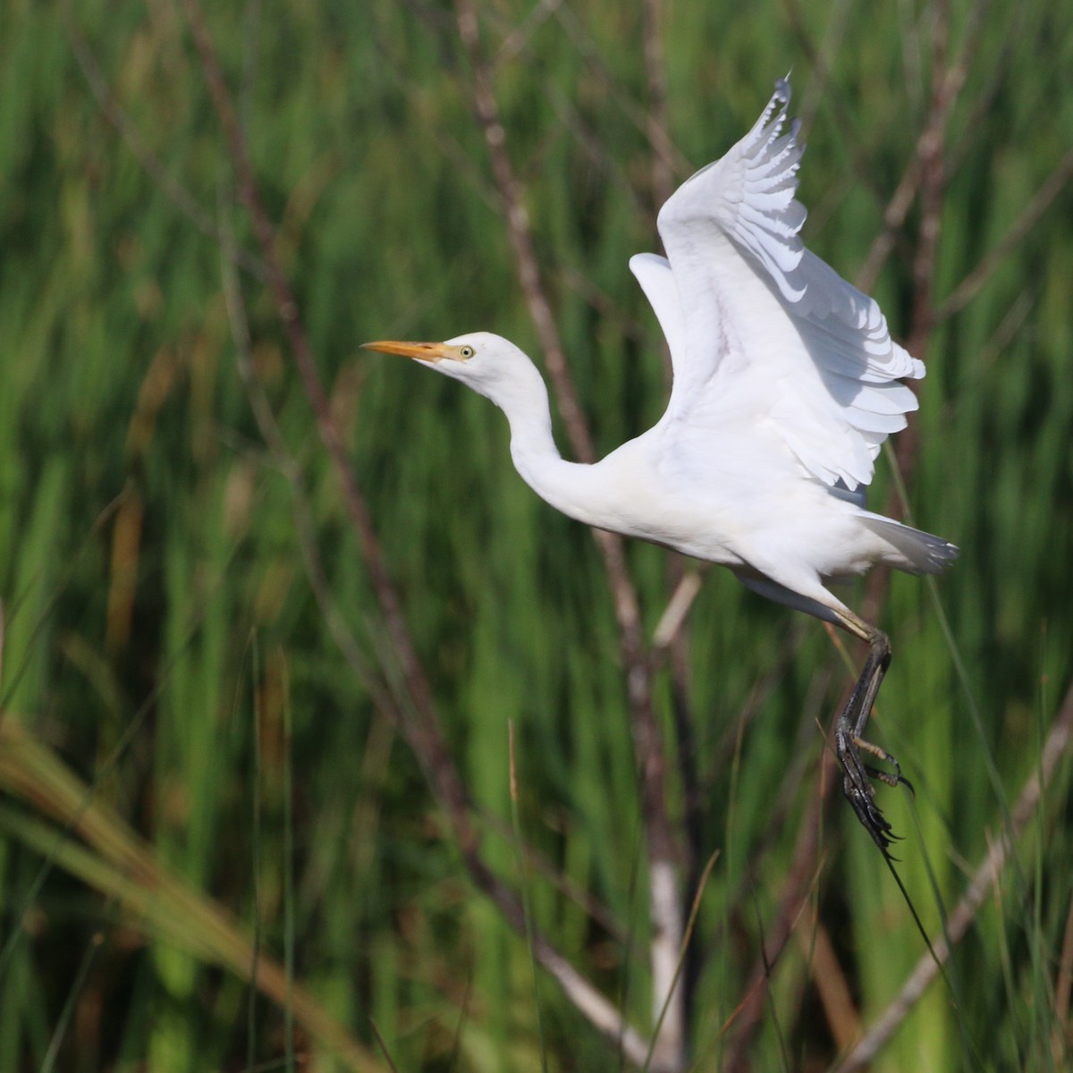 Western Cattle-Egret - ML386202681
