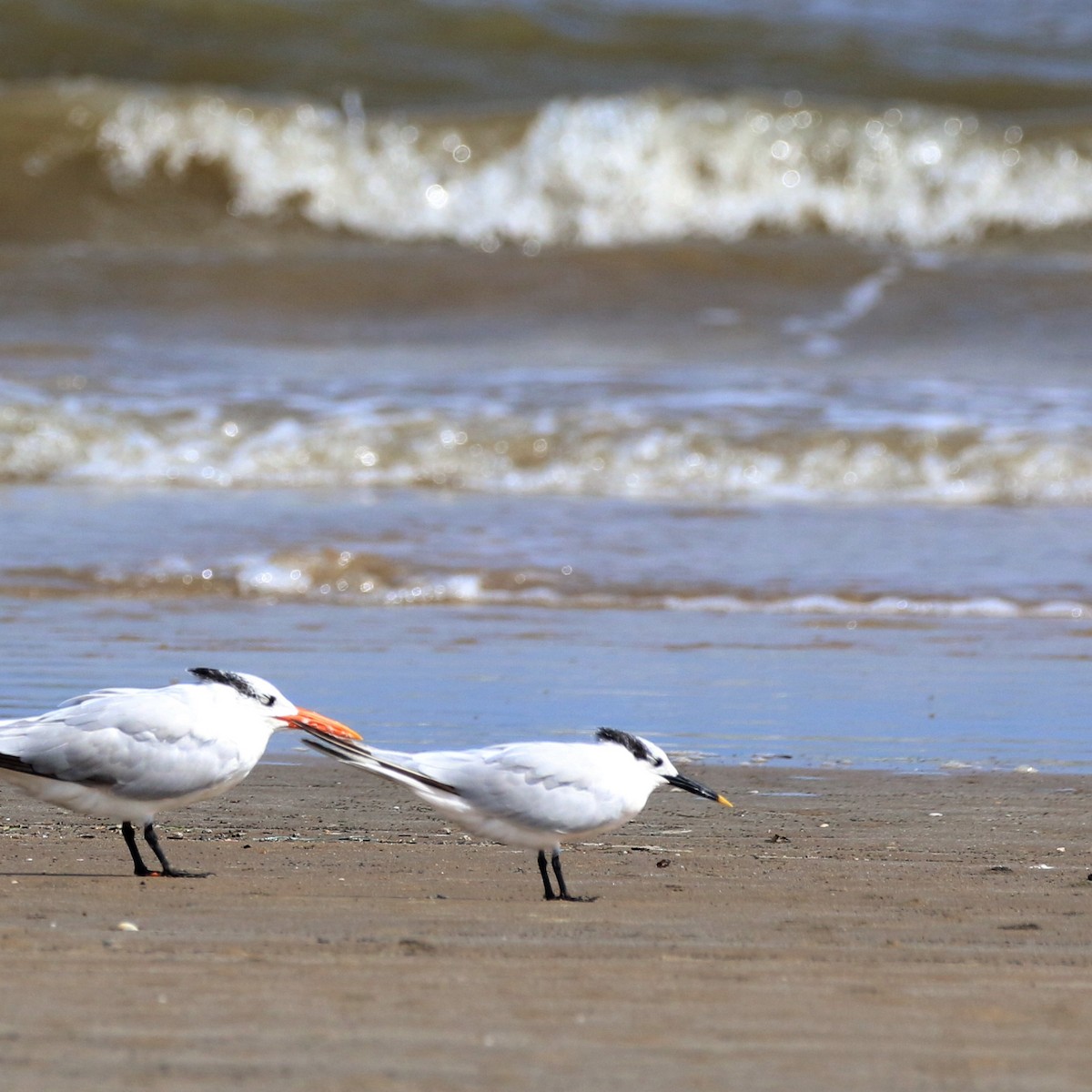 Sandwich Tern - ML386202861