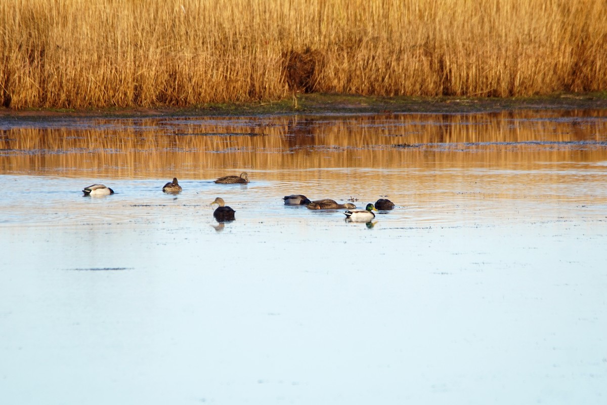 Mallard - shawn chapman