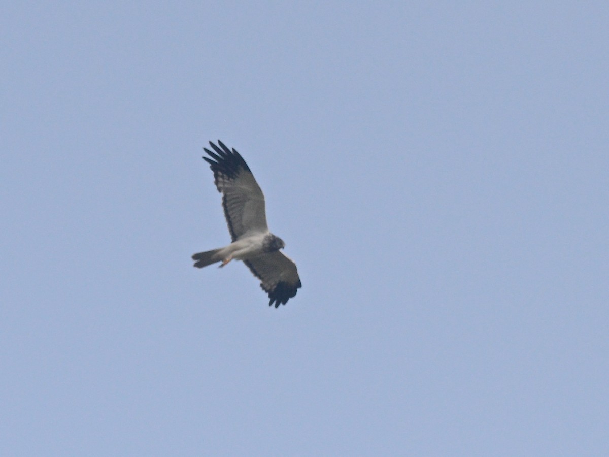 Malagasy Harrier - ML38620371