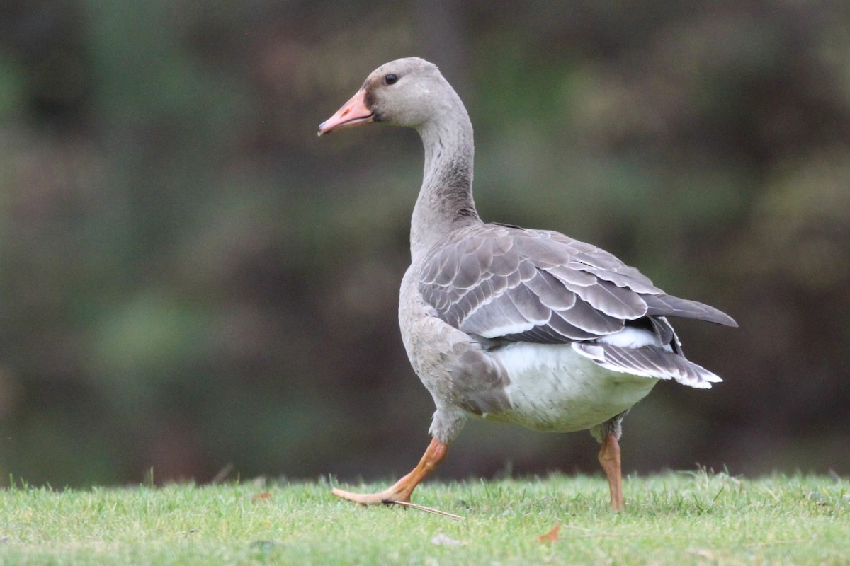 Greater White-fronted Goose (Western) - Andrew Thomas 🦅🪶