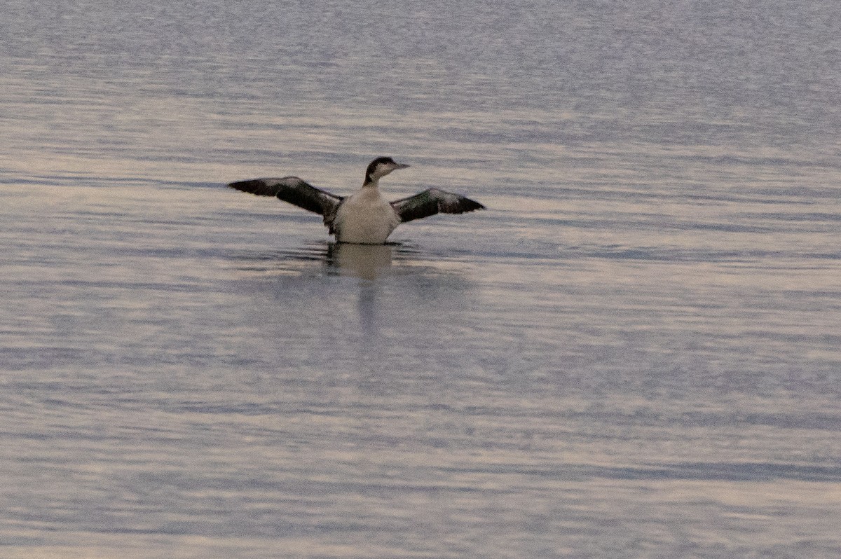 Common Loon - ML386206001