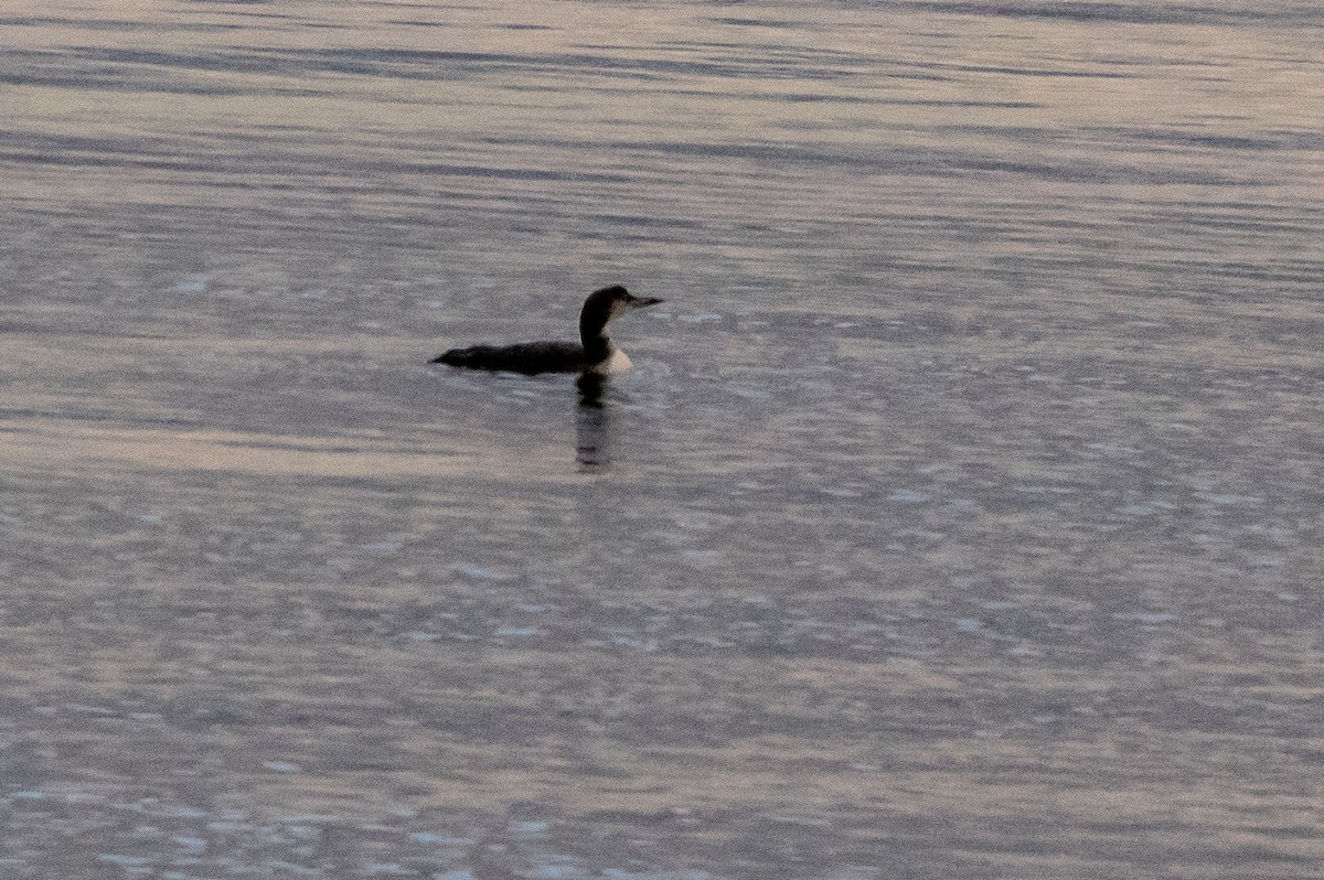 Common Loon - ML386206011