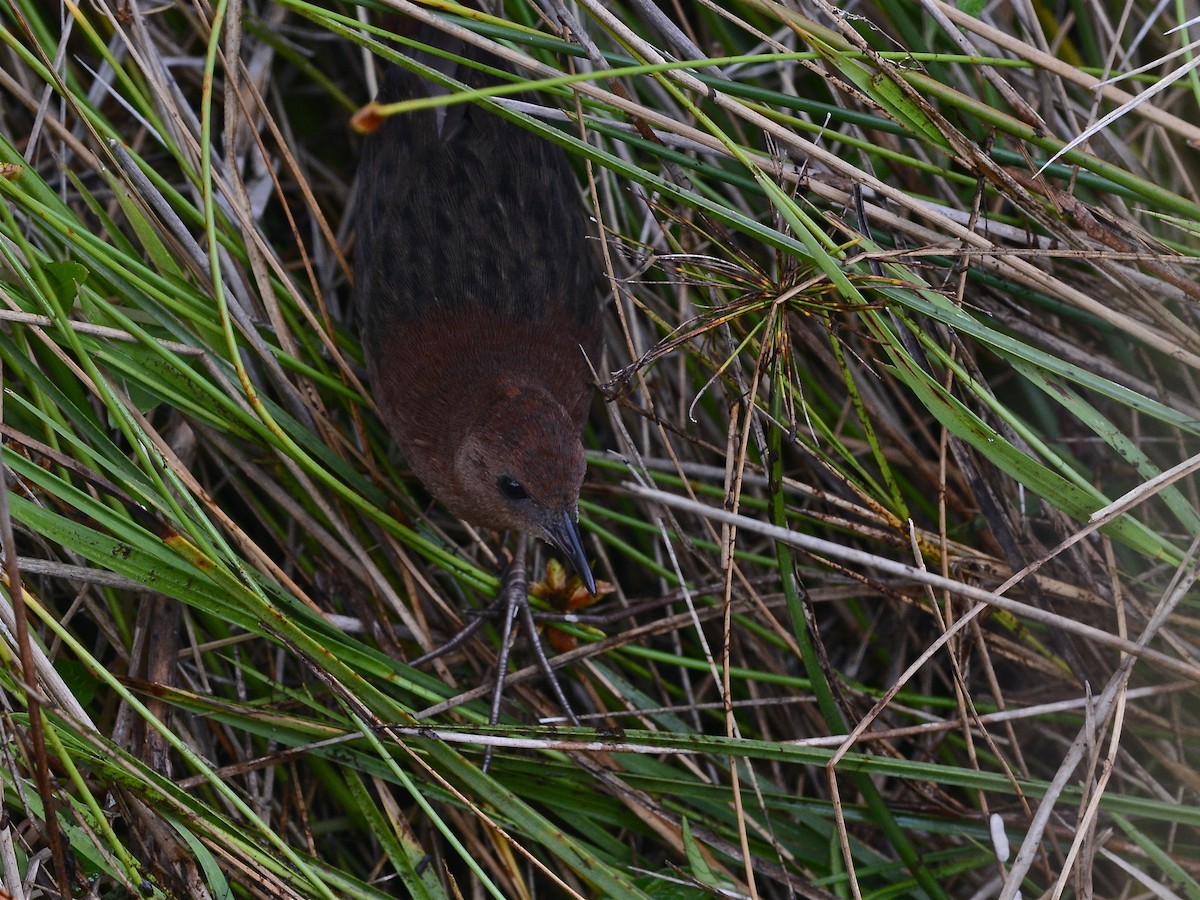 Slender-billed Flufftail - ML38620611