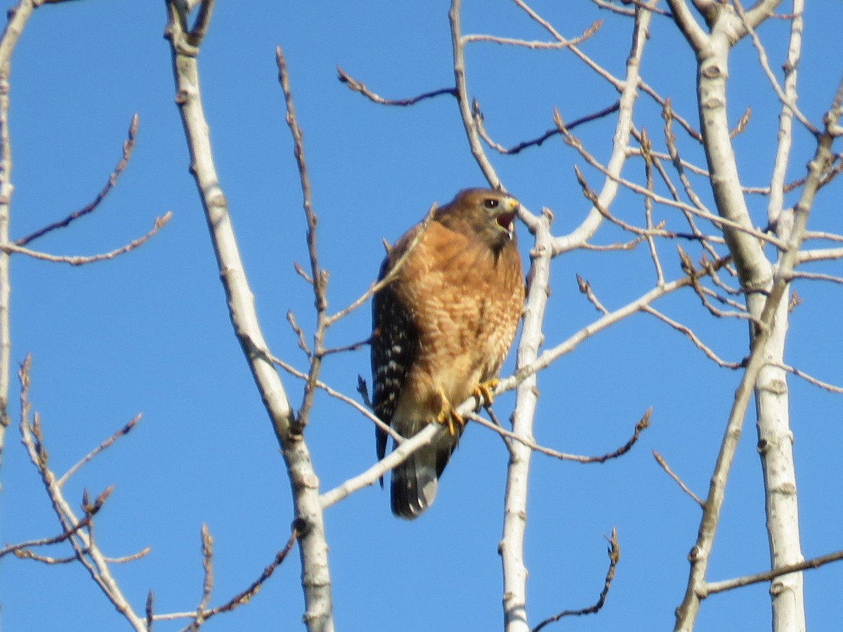 Red-shouldered Hawk - ML386207591