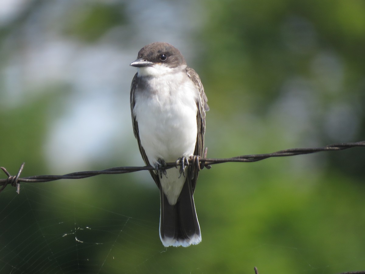 Eastern Kingbird - ML386207661