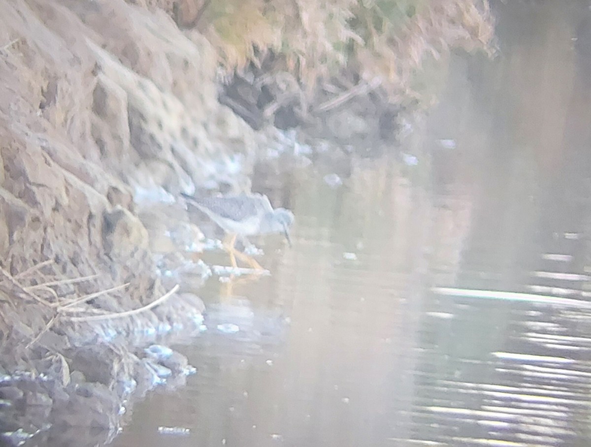 Lesser Yellowlegs - ML386209151