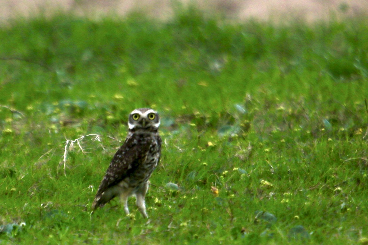 Burrowing Owl - ML386209191
